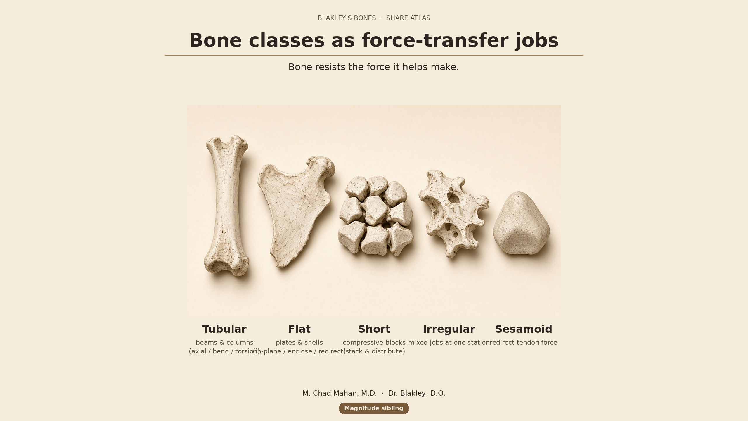 Five bones on a cream plate: a long tubular bone, a flat bone, a cluster of short bones, an irregular bone, and a sesamoid.